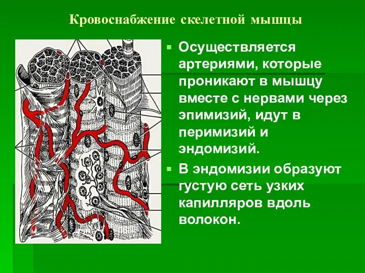 Кровоснабжение скелетной мышцы Осуществляется артериями, которые проникают в мышцу вместе с