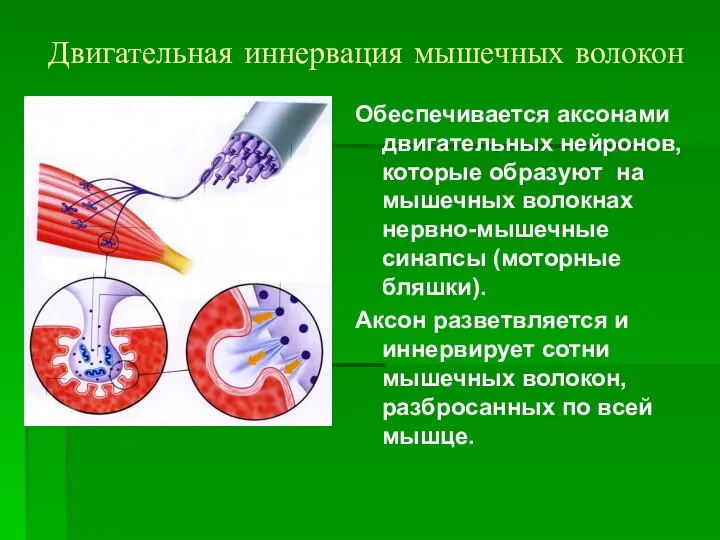 Двигательная иннервация мышечных волокон Обеспечивается аксонами двигательных нейронов, которые образуют на