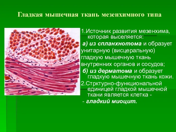 Гладкая мышечная ткань мезенхимного типа 1.Источник развития мезенхима, которая выселяется: а)