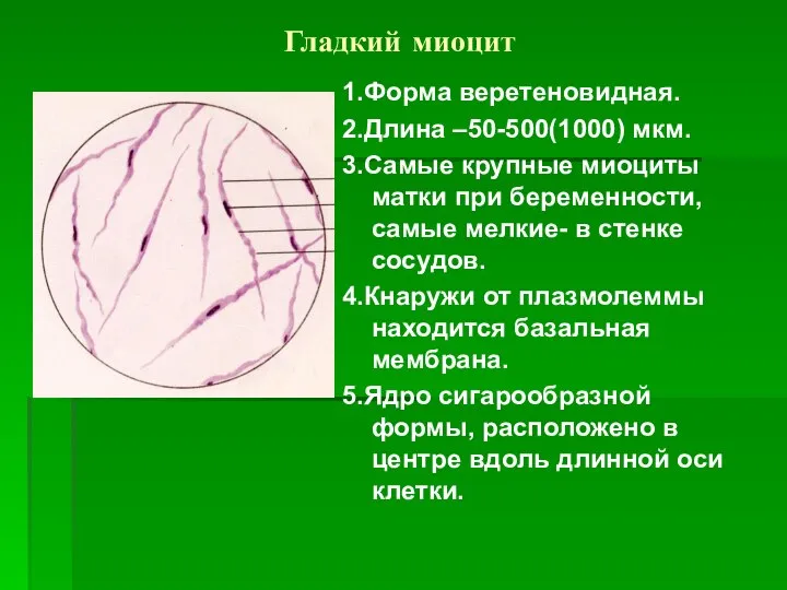 Гладкий миоцит 1.Форма веретеновидная. 2.Длина –50-500(1000) мкм. 3.Самые крупные миоциты матки