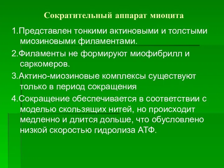 Сократительный аппарат миоцита 1.Представлен тонкими актиновыми и толстыми миозиновыми филаментами. 2.Филаменты