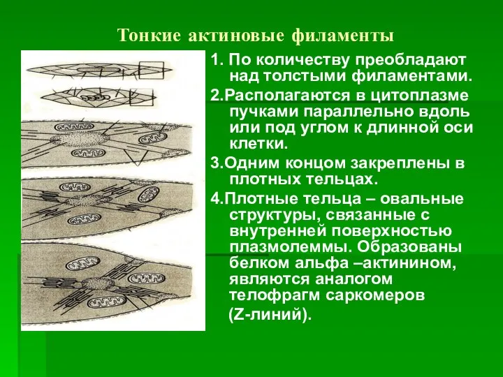 Тонкие актиновые филаменты 1. По количеству преобладают над толстыми филаментами. 2.Располагаются