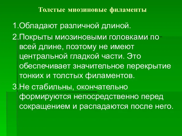 Толстые миозиновые филаменты 1.Обладают различной длиной. 2.Покрыты миозиновыми головками по всей