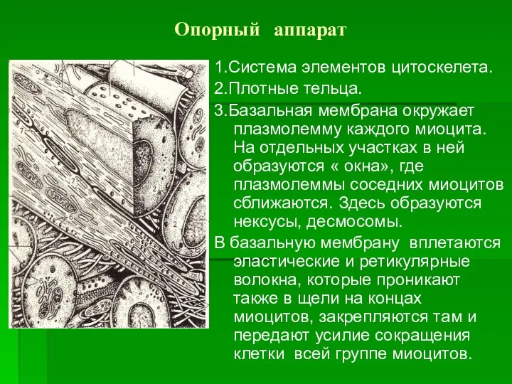 Опорный аппарат 1.Система элементов цитоскелета. 2.Плотные тельца. 3.Базальная мембрана окружает плазмолемму