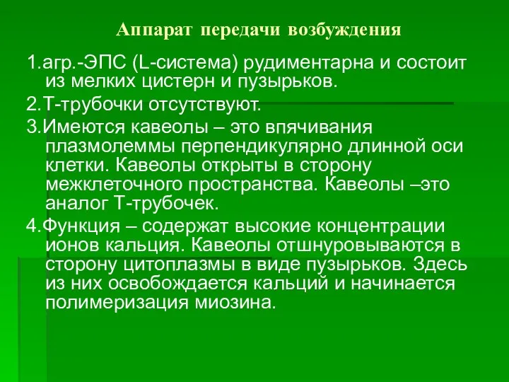 Аппарат передачи возбуждения 1.агр.-ЭПС (L-система) рудиментарна и состоит из мелких цистерн