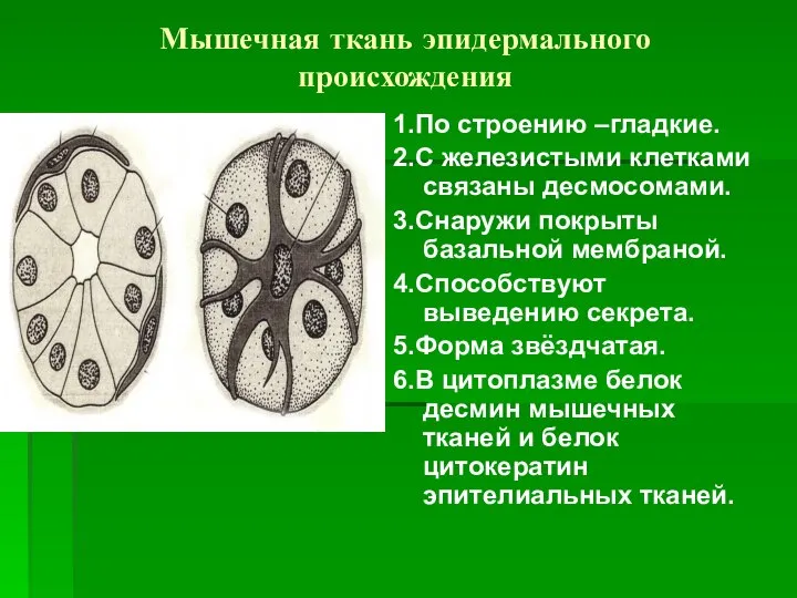 Мышечная ткань эпидермального происхождения 1.По строению –гладкие. 2.С железистыми клетками связаны