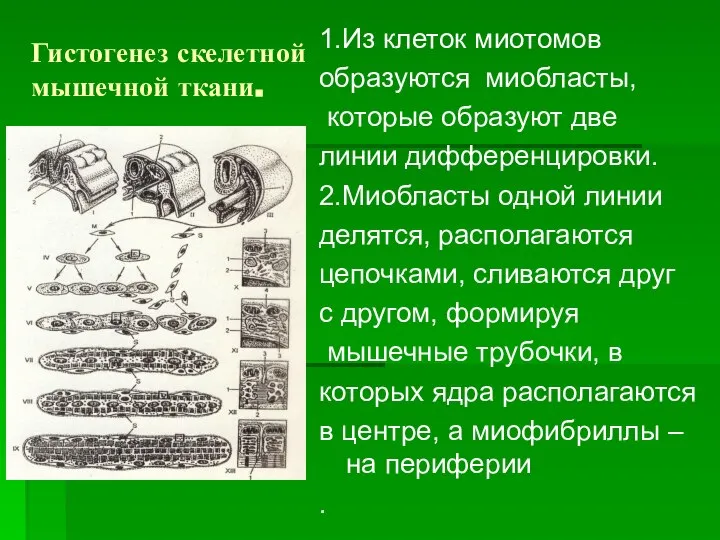 Гистогенез скелетной мышечной ткани. 1.Из клеток миотомов образуются миобласты, которые образуют