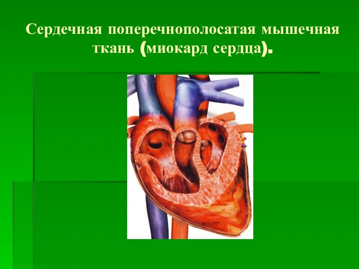 Сердечная поперечнополосатая мышечная ткань (миокард сердца).