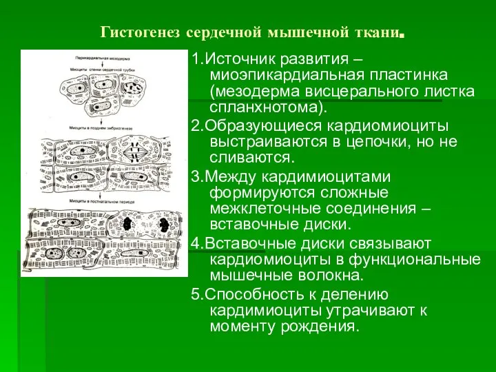 Гистогенез сердечной мышечной ткани. 1.Источник развития – миоэпикардиальная пластинка (мезодерма висцерального