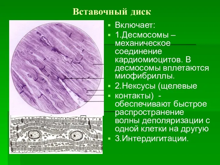 Вставочный диск Включает: 1.Десмосомы –механическое соединение кардиомиоцитов. В десмосомы вплетаются миофибриллы.