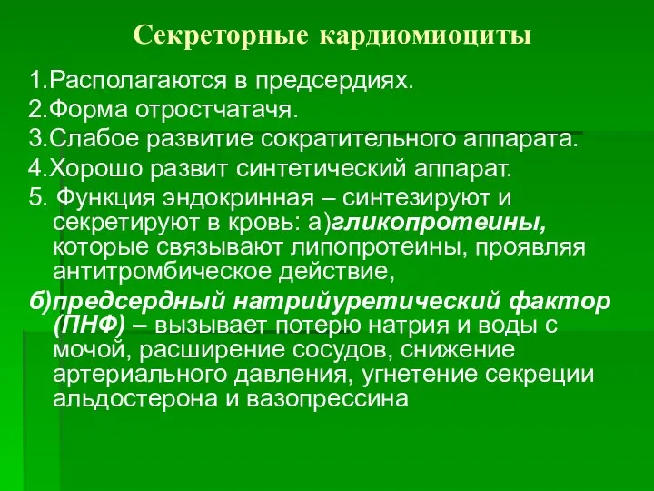 Секреторные кардиомиоциты 1.Располагаются в предсердиях. 2.Форма отростчатачя. 3.Слабое развитие сократительного аппарата.