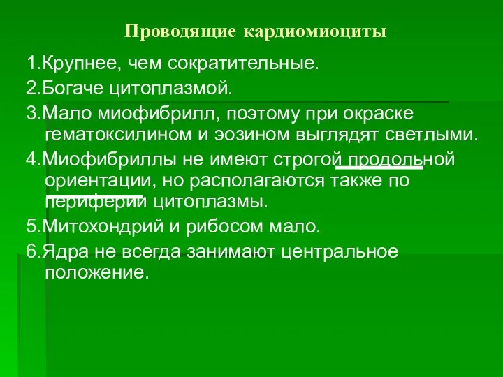 Проводящие кардиомиоциты 1.Крупнее, чем сократительные. 2.Богаче цитоплазмой. 3.Мало миофибрилл, поэтому при