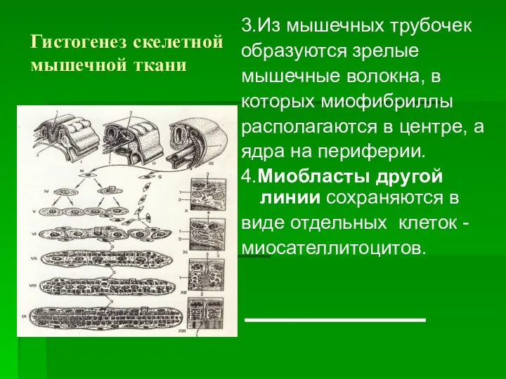 Гистогенез скелетной мышечной ткани 3.Из мышечных трубочек образуются зрелые мышечные волокна,