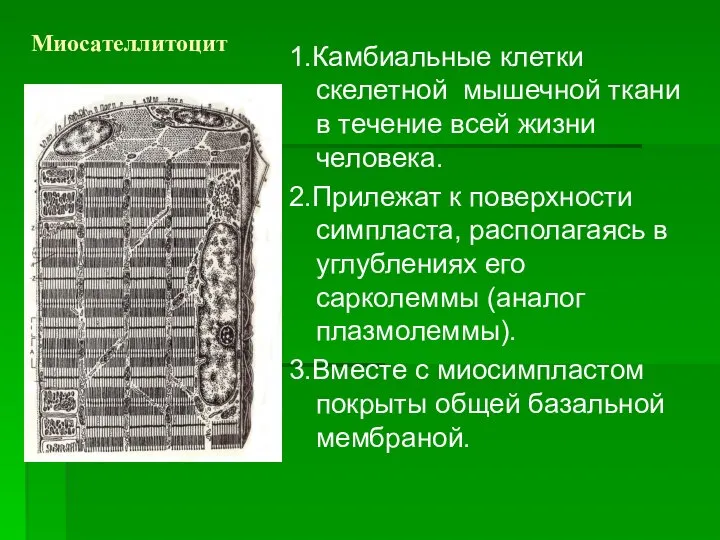 Миосателлитоцит 1.Камбиальные клетки скелетной мышечной ткани в течение всей жизни человека.