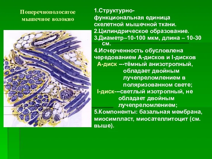 Поперечнополосатое мышечное волокно 1.Структурно- функциональная единица скелетной мышечной ткани. 2.Цилиндрическое образование.