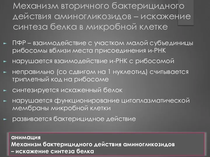 Механизм вторичного бактерицидного действия аминогликозидов – искажение синтеза белка в микробной