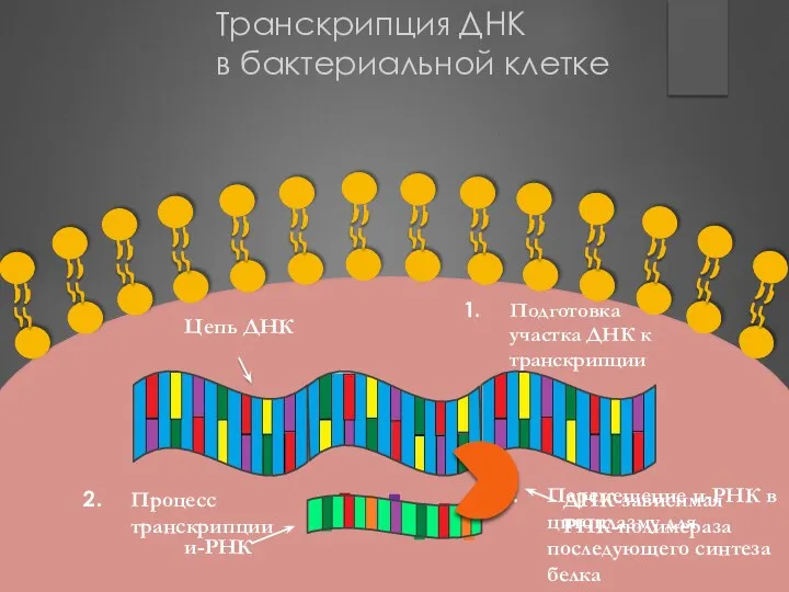 Транскрипция ДНК в бактериальной клетке Цепь ДНК Подготовка участка ДНК к