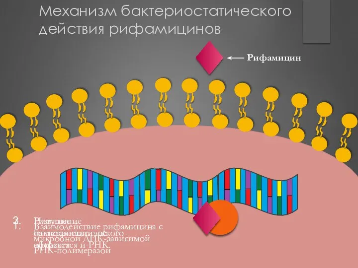 Взаимодействие рифамицина с микробной ДНК-зависимой РНК-полимеразой Развитие бактериостатического эффекта Нарушение транскрипции,