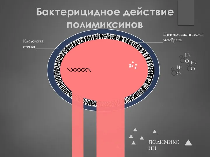 Клеточная стенка Цитоплазматическая мембрана ПОЛИМИКСИН H2O H2O H2O Бактерицидное действие полимиксинов