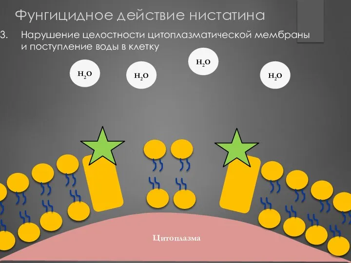 Цитоплазма Цитоплазма H2O H2O H2O H2O Нарушение целостности цитоплазматической мембраны и