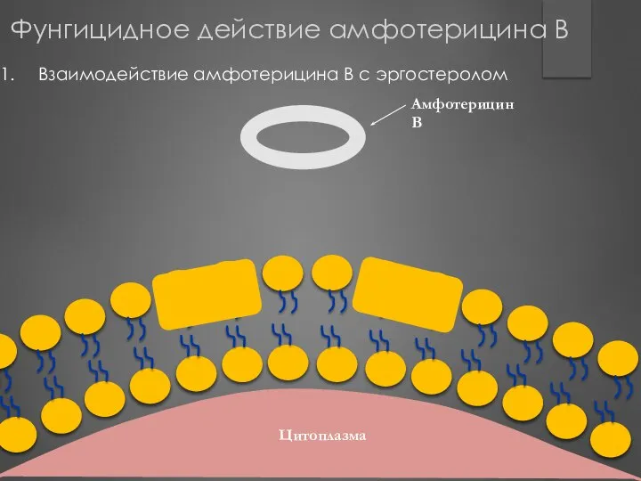 Амфотерицин В Взаимодействие амфотерицина В с эргостеролом Цитоплазма Цитоплазма Фунгицидное действие амфотерицина В