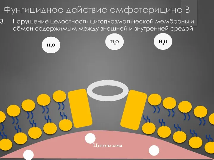 Цитоплазма Нарушение целостности цитоплазматической мембраны и обмен содержимым между внешней и