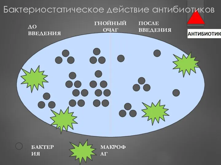 ГНОЙНЫЙ ОЧАГ БАКТЕРИЯ МАКРОФАГ ДО ВВЕДЕНИЯ ПОСЛЕ ВВЕДЕНИЯ Бактериостатическое действие антибиотиков