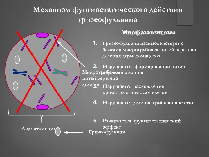 Метафаза митоза Анафаза митоза Механизм фунгиостатического действия гризеофульвина Микротрубочки нитей веретена