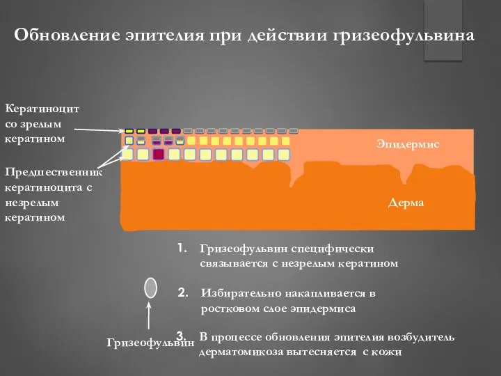 Эпидермис Дерма Кератиноцит со зрелым кератином Предшественник кератиноцита с незрелым кератином