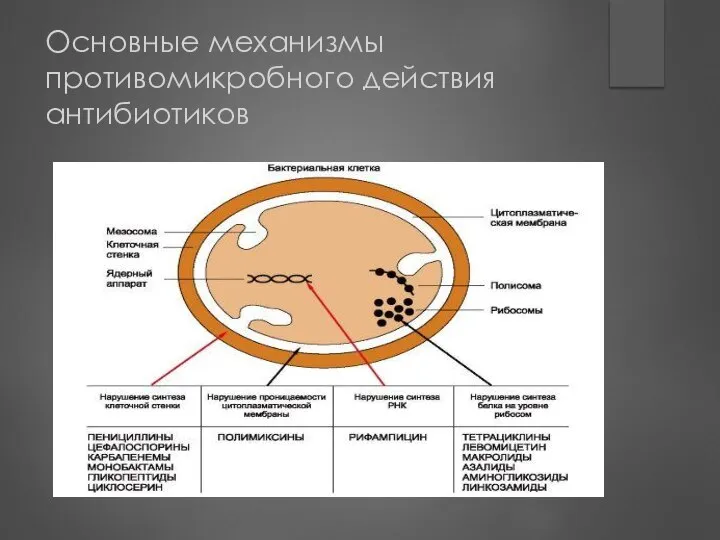 Основные механизмы противомикробного действия антибиотиков