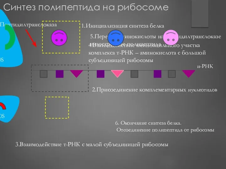 50S 30S Пептидилтранслоказа 2.Присоединение комплементарных нуклеотидов 3.Взаимодействие т-РНК с малой субъединицей