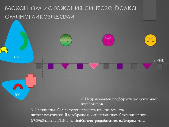 5. Синтез «искаженного белка» 2. Неправильный подбор комплементарных нуклеотидов 1. Смещение