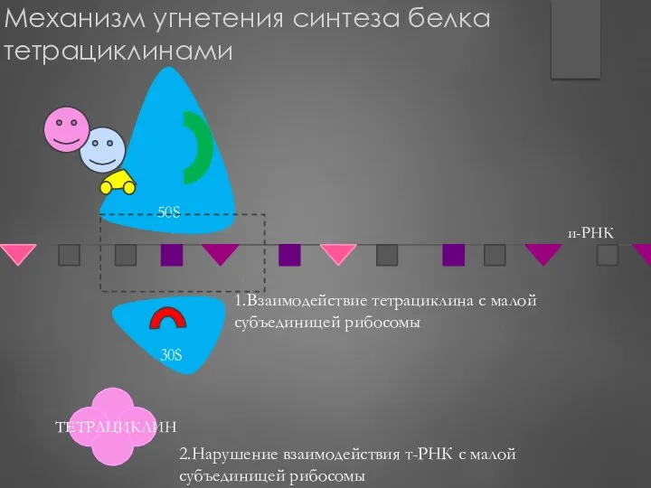 Механизм угнетения синтеза белка тетрациклинами 1.Взаимодействие тетрациклина с малой субъединицей рибосомы