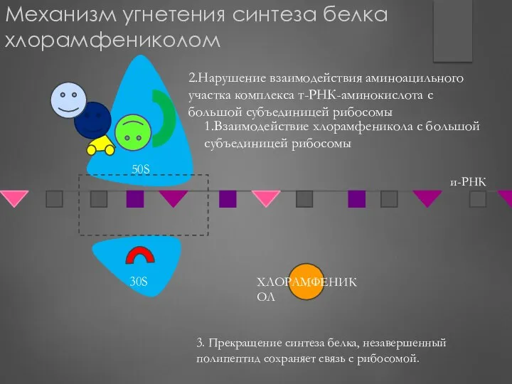 Механизм угнетения синтеза белка хлорамфениколом 1.Взаимодействие хлорамфеникола с большой субъединицей рибосомы