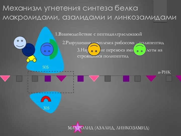 Механизм угнетения синтеза белка макролидами, азалидами и линкозамидами 1.Взаимодействие с пептидилтраслоказой