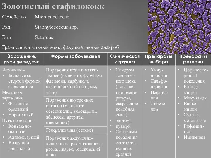 Золотистый стафилококк