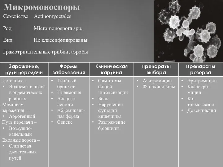 Микромоноспоры