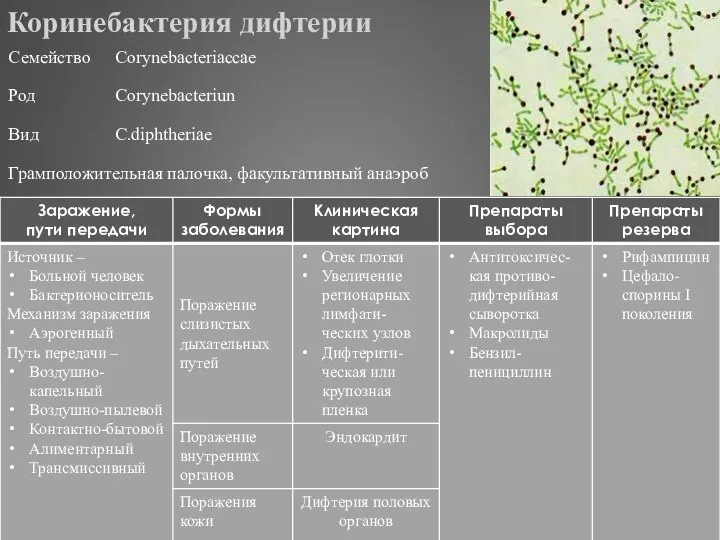 Коринебактерия дифтерии