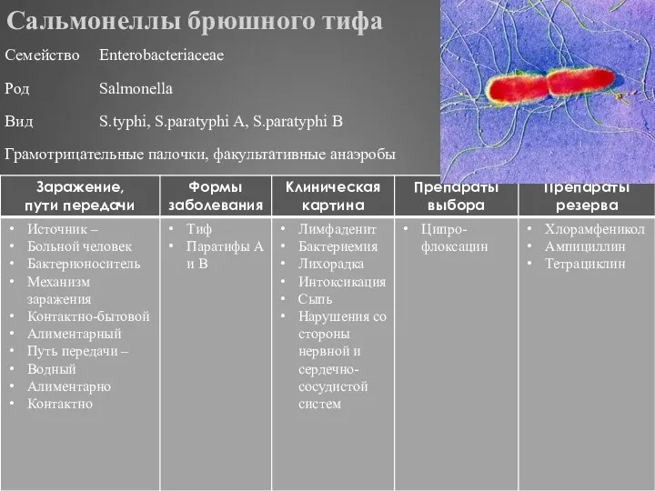 Сальмонеллы брюшного тифа