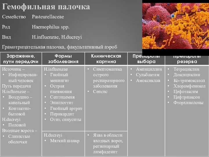 Гемофильная палочка