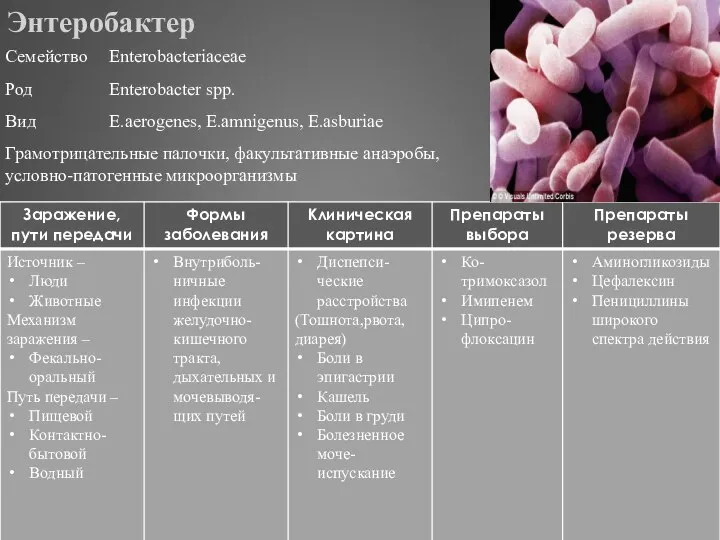 Энтеробактер