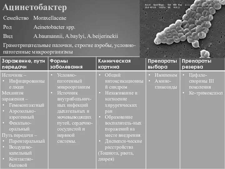 Ацинетобактер