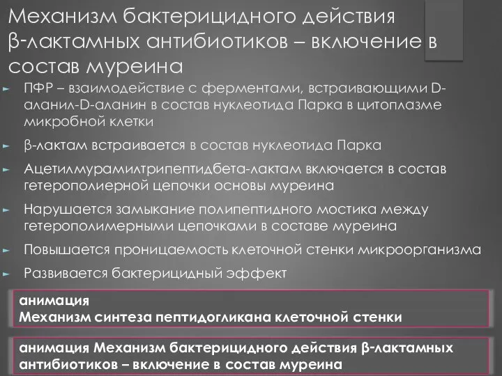 Механизм бактерицидного действия β‑лактамных антибиотиков – включение в состав муреина ПФР