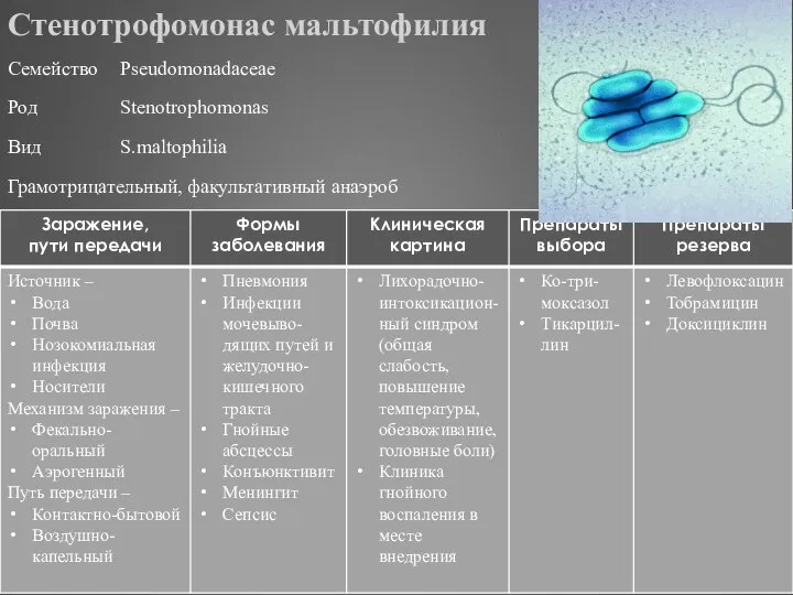 Стенотрофомонас мальтофилия