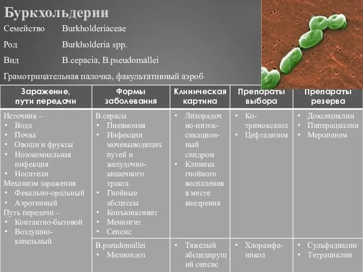 Буркхольдерии