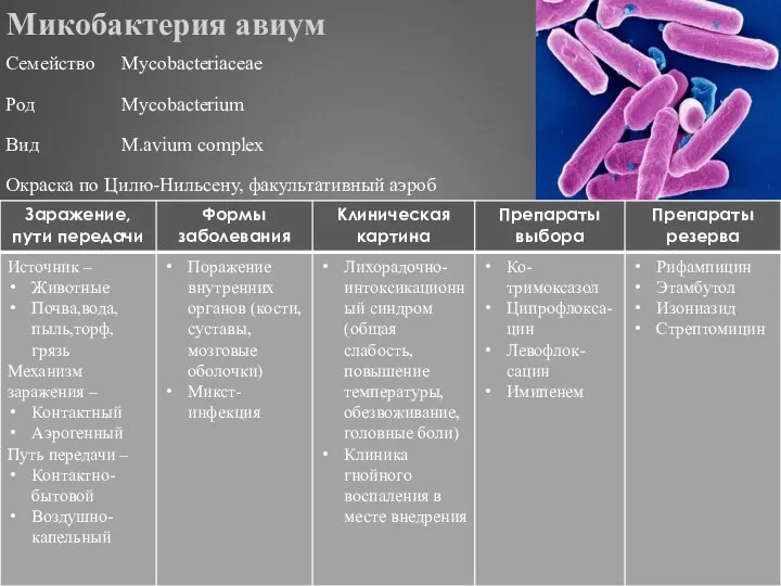 Микобактерия авиум