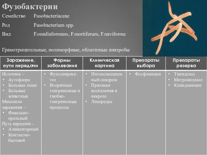 Фузобактерии