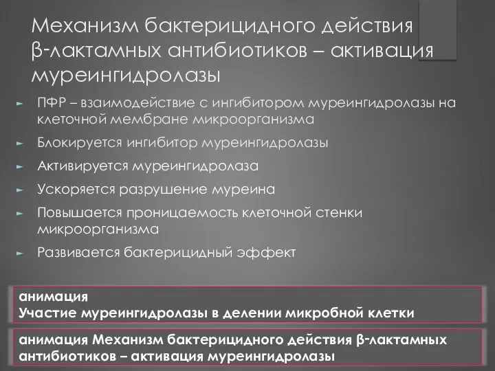 Механизм бактерицидного действия β‑лактамных антибиотиков – активация муреингидролазы ПФР – взаимодействие