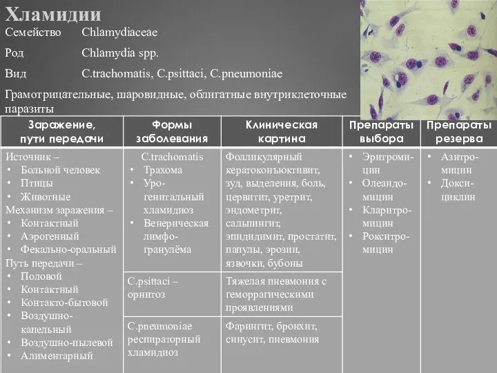 Хламидии