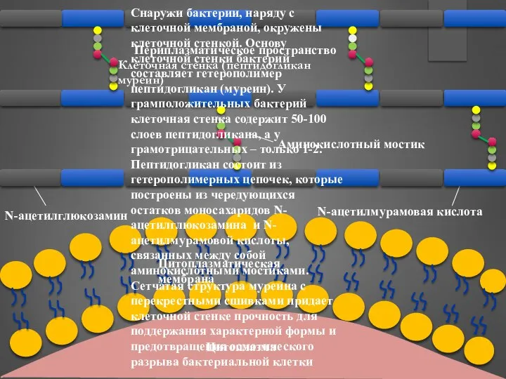 Цитоплазма Периплазматическое пространство Цитоплазматическая мембрана Снаружи бактерии, наряду с клеточной мембраной,